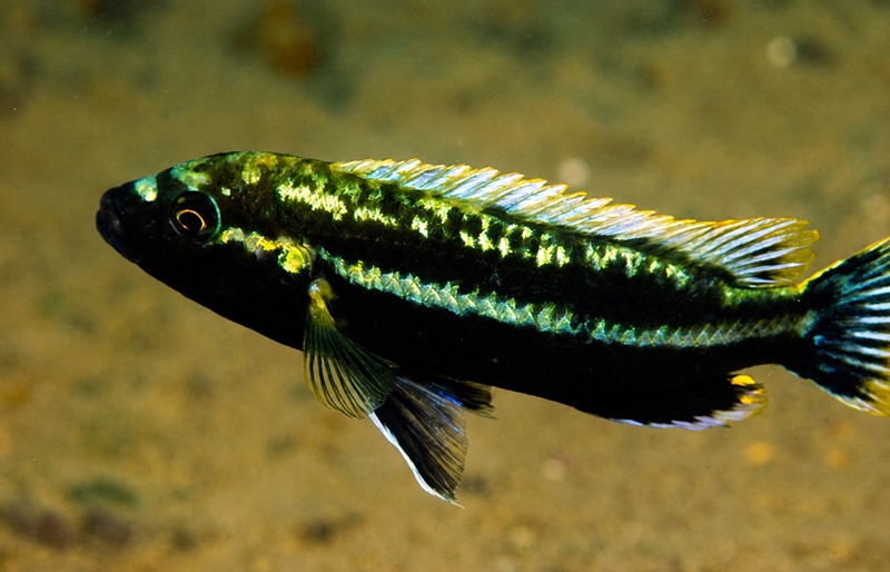 Melanochromis melanopterus 'Mumbo Island'